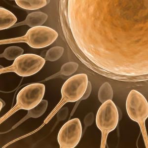 sperm egg sperm egg